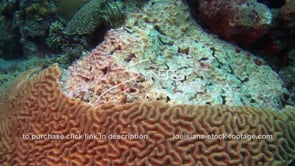 952 unhealthy dead dying brain coral from coral disease die off