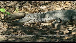 813 alligator CU stock footage video