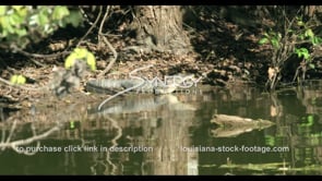 816 alligator on alert in Louisiana swamp