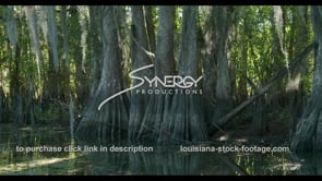 821 classic shot backlit cypress trees with cypress knees