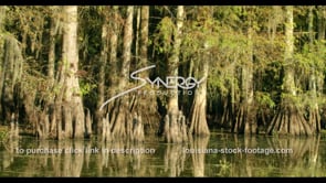 828 moving thru swamp slowly at sunset video stock footage