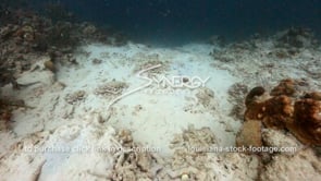 932 dead coral in caribbean