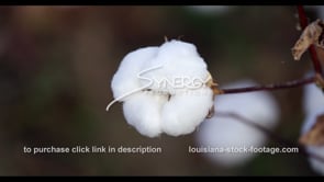 910 cotton very close up stock video footage