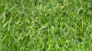 Graham's lawn care tips and introduces Sudden Impact for Lawns