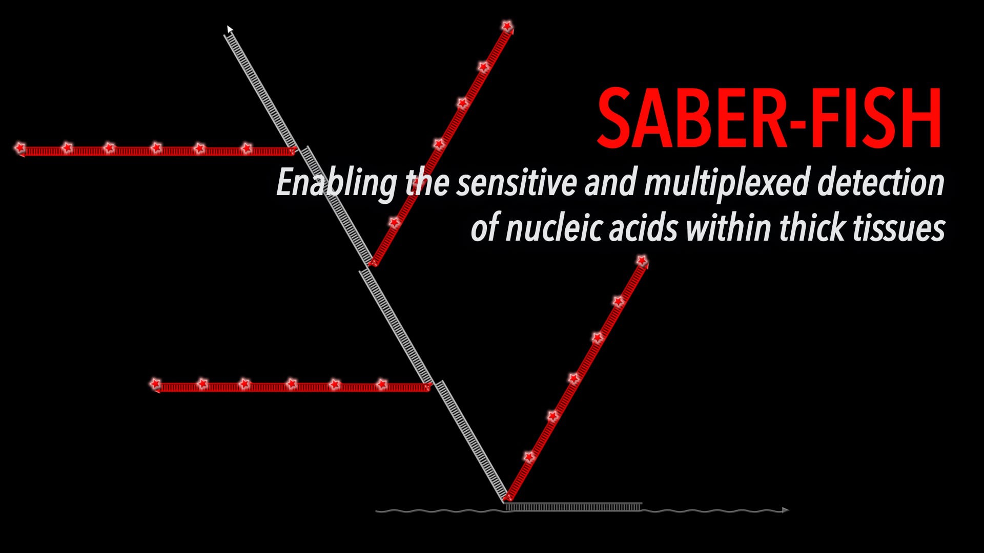 SABER-FISH: Enabling the sensitive and multiplexed detection of nucleic acids within thick tissues