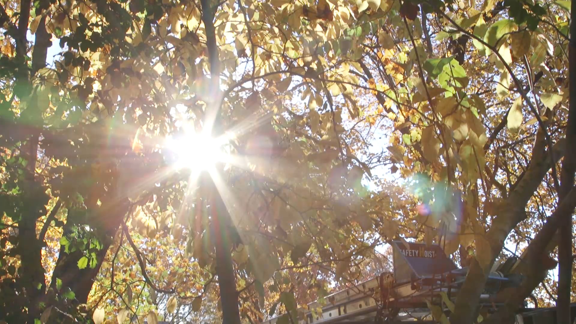 Dinsmore first cut 30