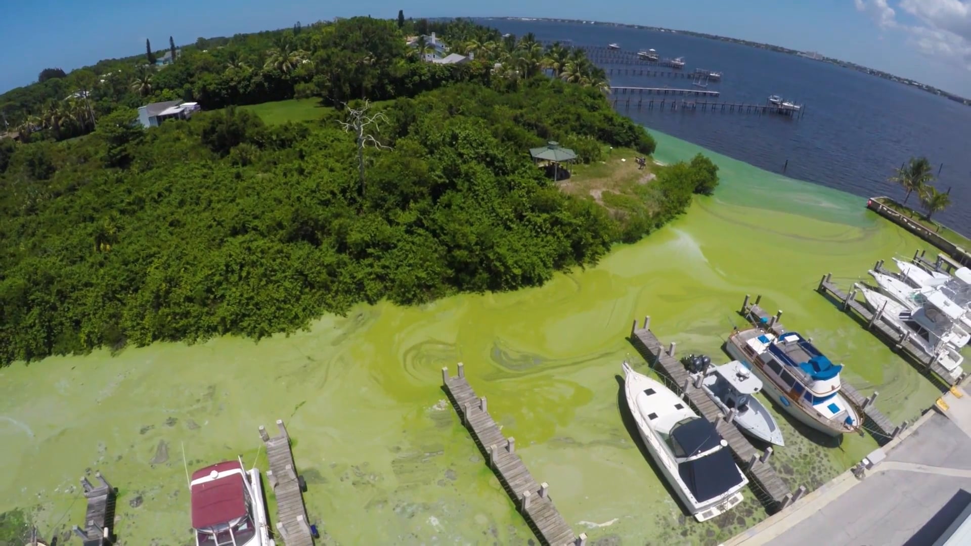 Florida's Toxic Algae Crisis - Surfrider Foundation