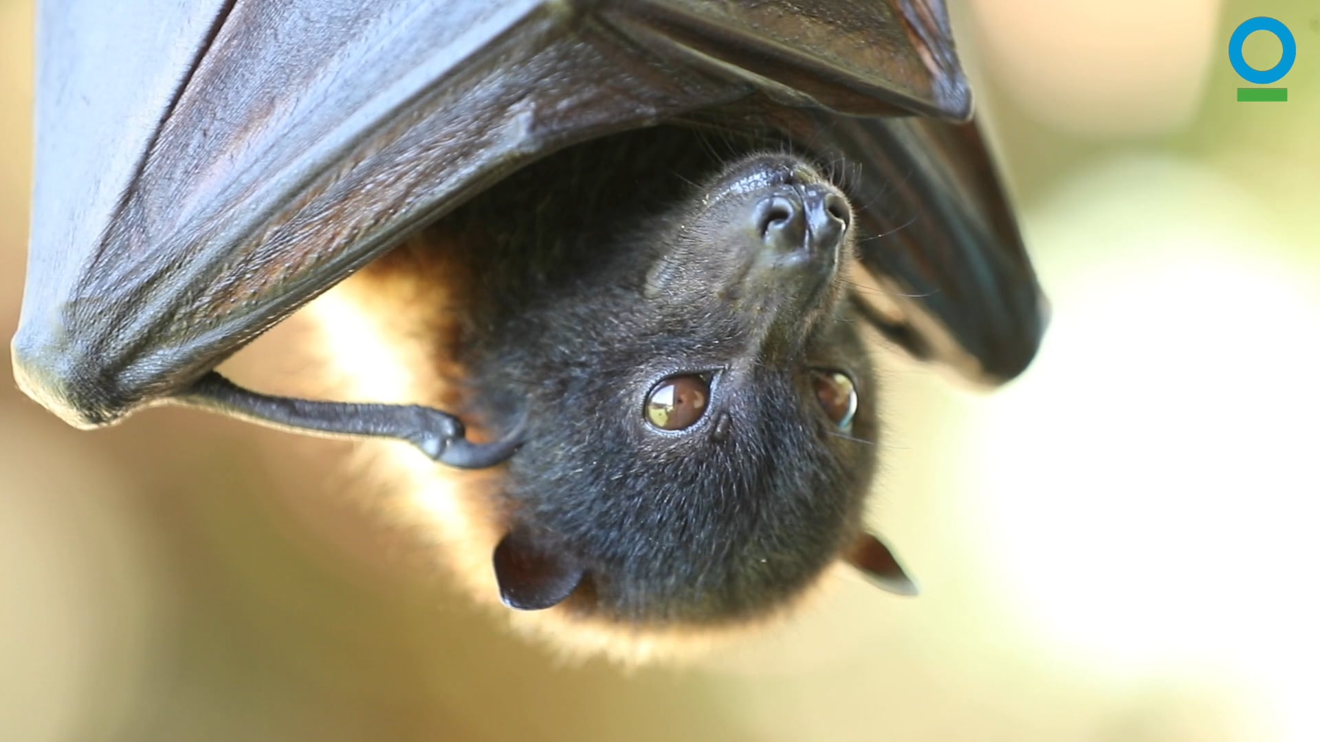 Fruit Bats and Coconut Crabs on Vimeo