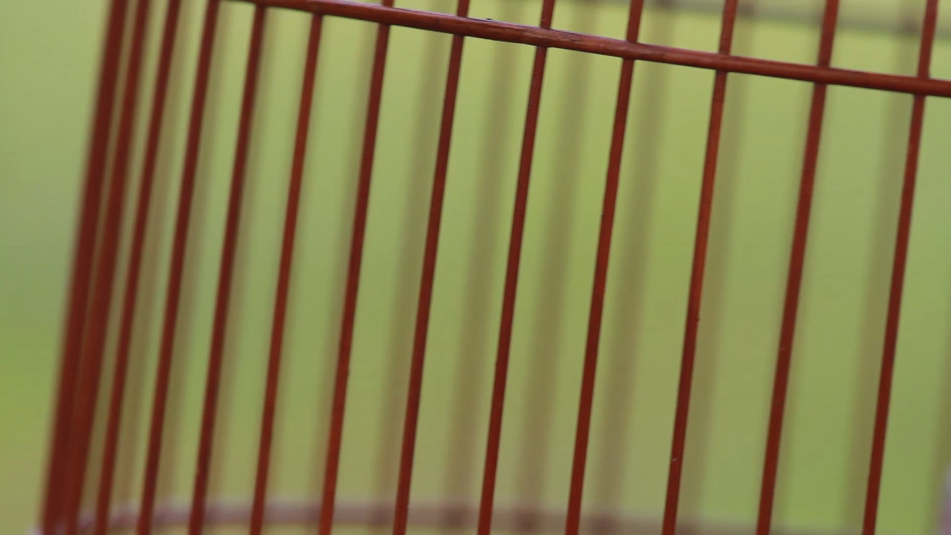 Birding_(Director's Cut)