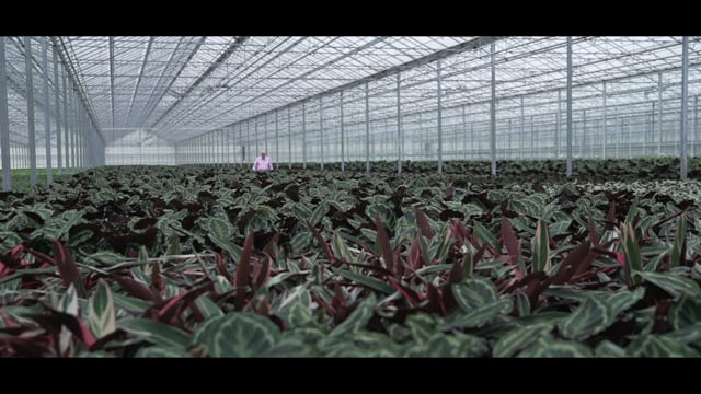 Bedrijfsvideo Gebr. Valstar