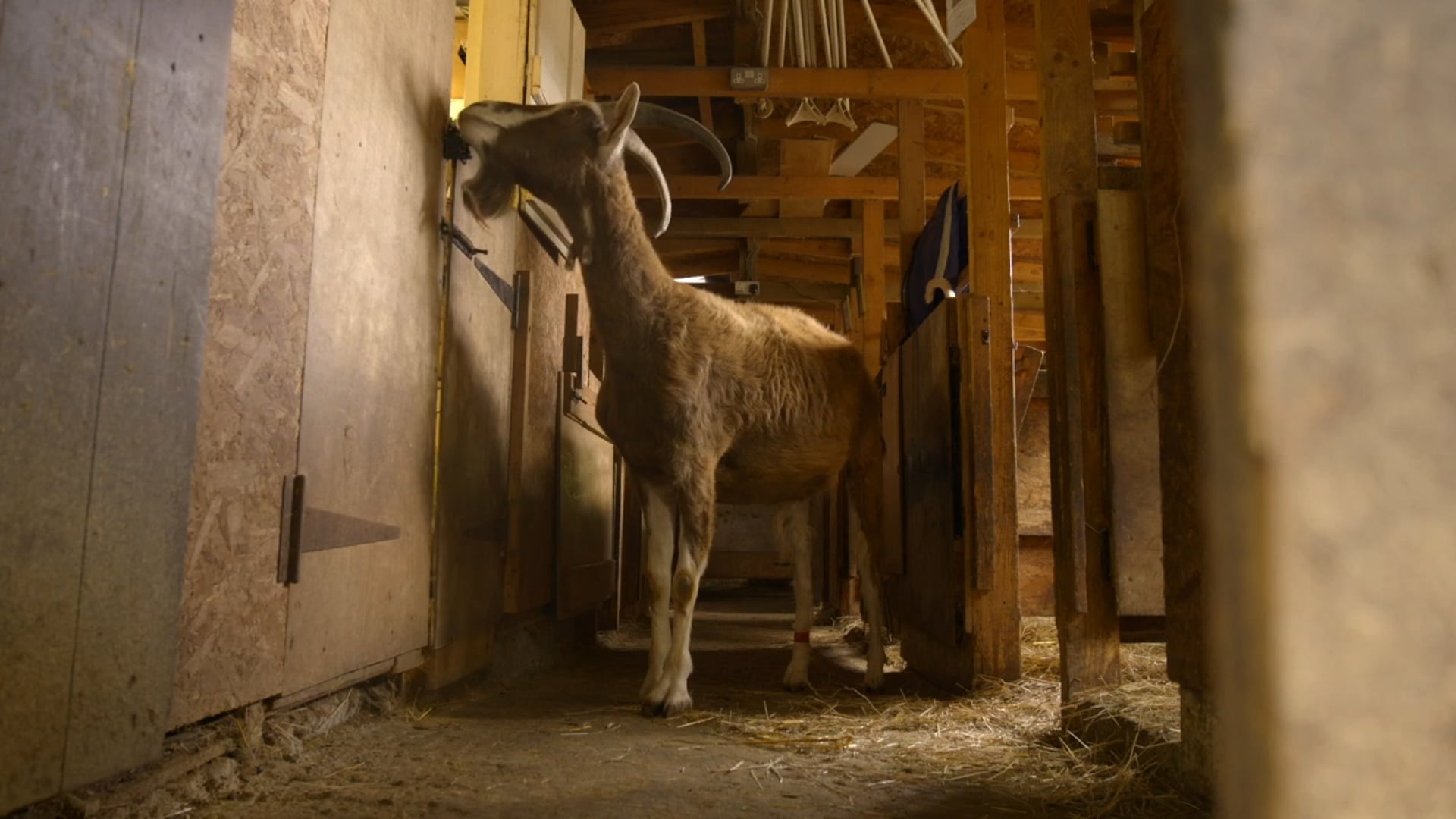Extract from Secret Life of Farm Animals (goats)