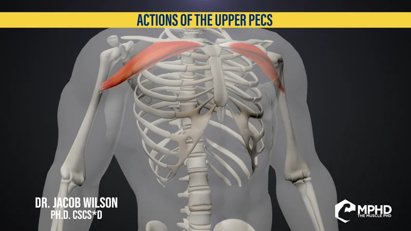 How to Target the Upper Chest