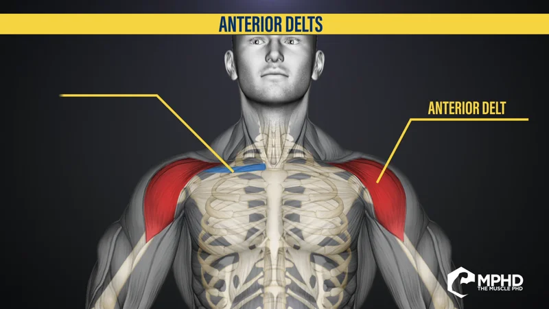 How to Target the Anterior Delts