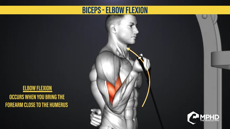 How to Target the Biceps