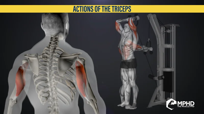 How to Target the Triceps