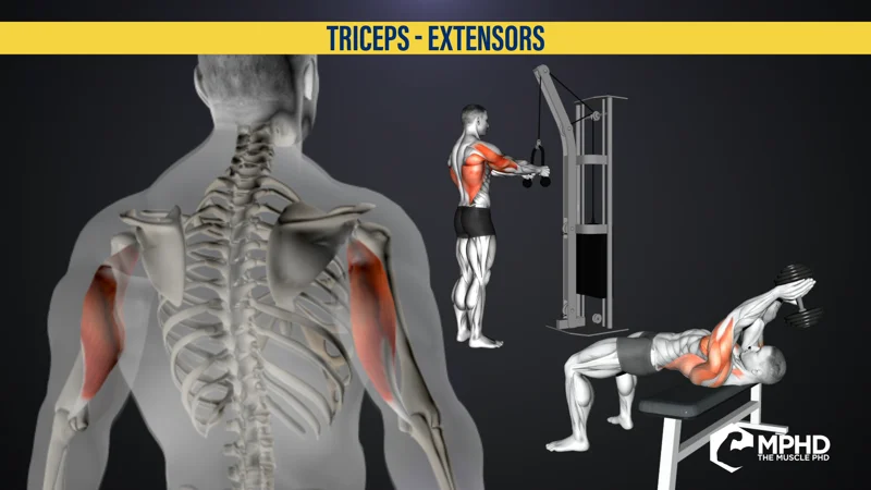 Triceps in Shoulder Extension
