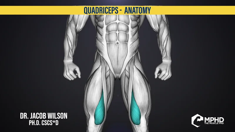 Anatomy of the Quadriceps