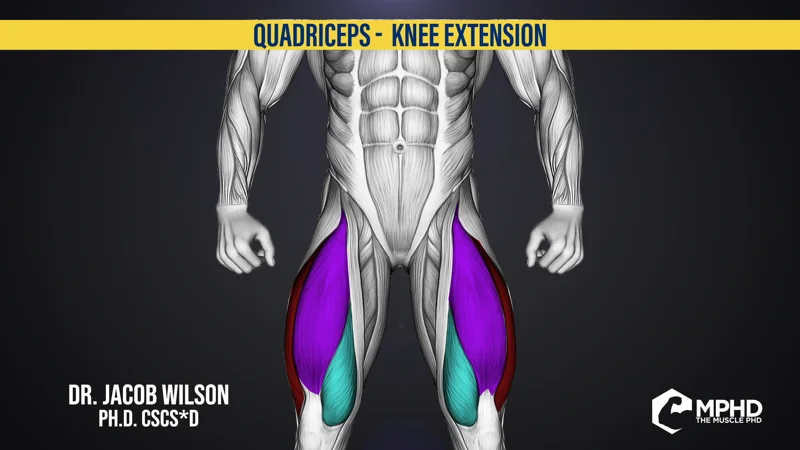 Quadriceps: Knee Extension