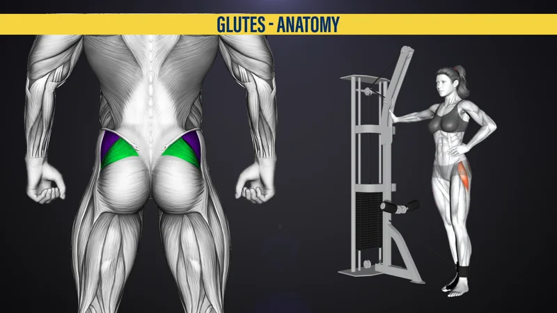 Anatomy of the Glutes