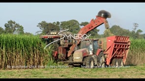 872 sugarcane field farm harvest