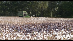 907 cotton harvesting Louisiana agriculture