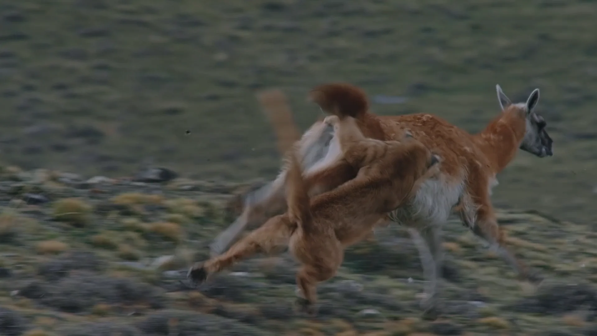 Puma Hunting Guanaco on Vimeo