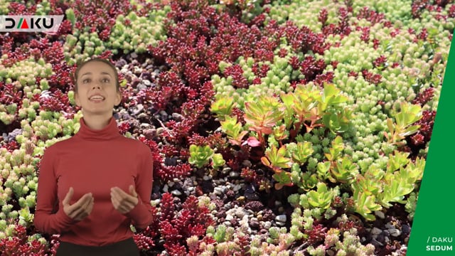Daku Sedum