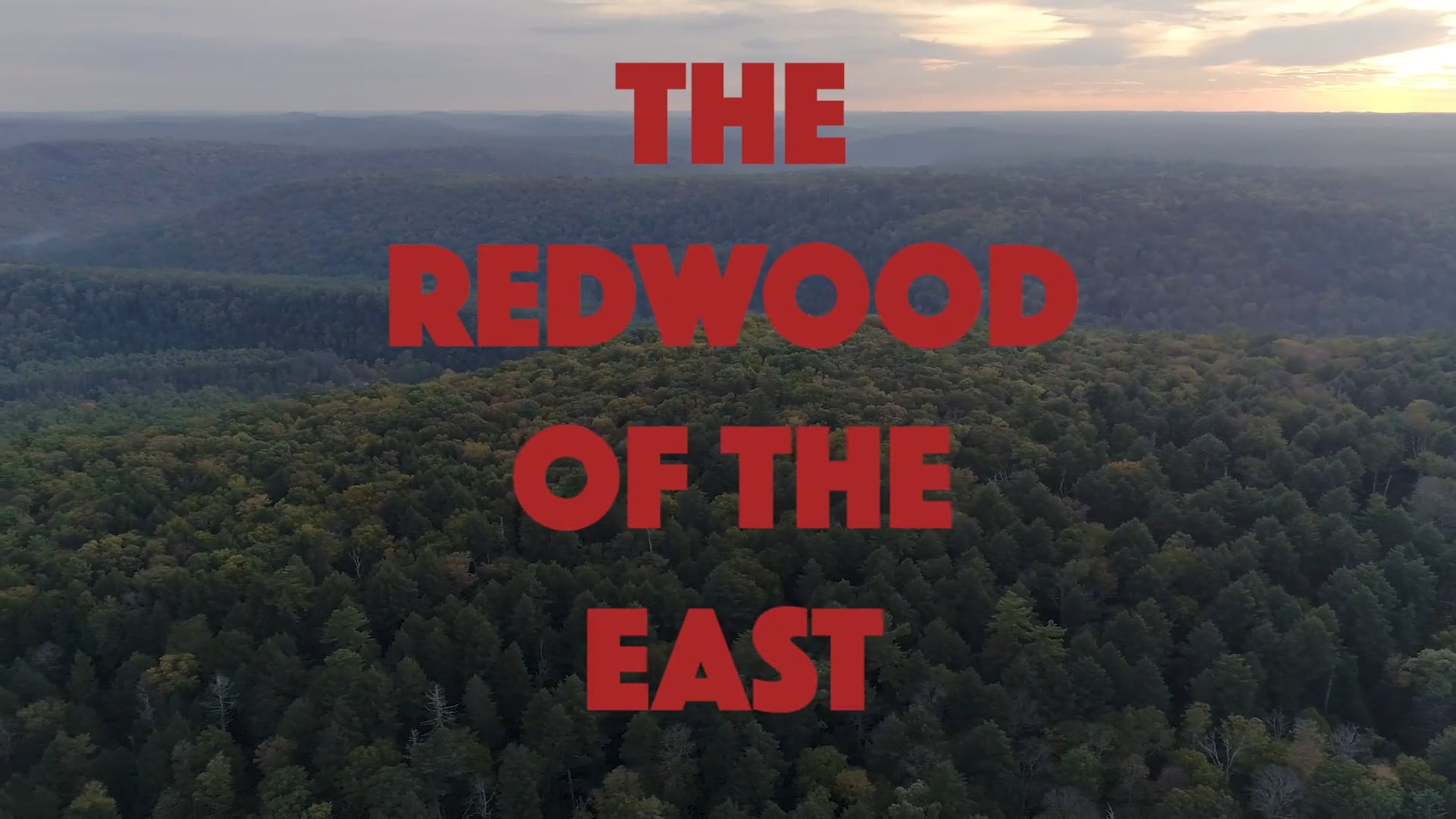 Tree Huggers Comedy - Redwoods of the East