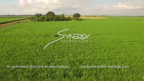 064 Epic awesome dramatic aerial drone reveal of sugar cane field before harvest​