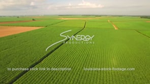 065 Epic sugar cane field wide shot aerial drone view morning sunrise