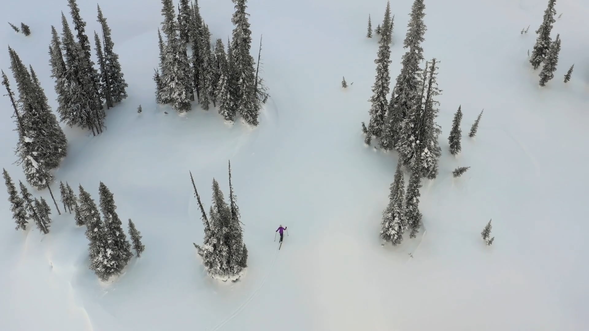 Chasing a Trace - WEB Master