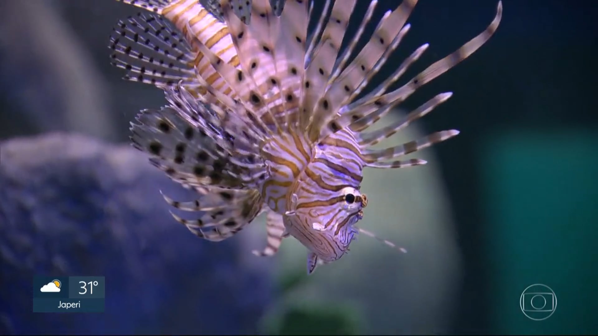 RJTV1 | Programão - Dois anos de AquaRio