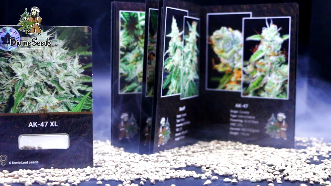 AK-47 XL - Divine Seeds breeding company