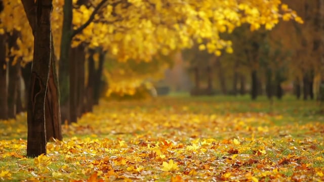 Fall, Autumn, Season, Nature, Leaves