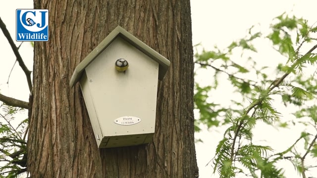 CJ Wildlife Luzern Nest Box