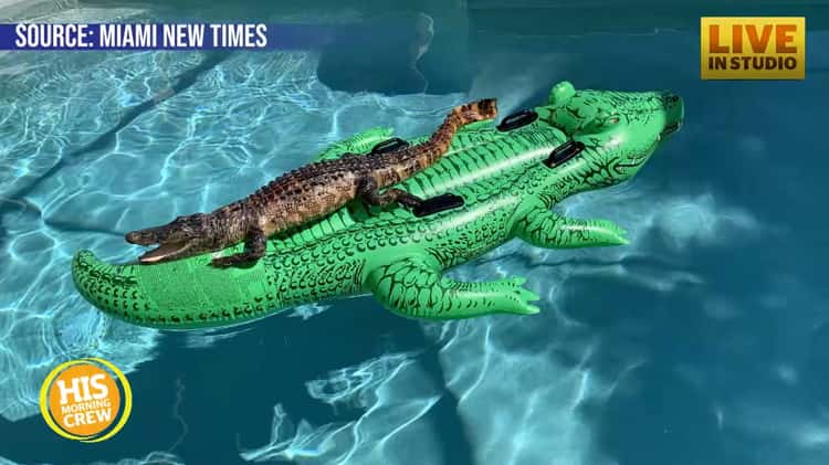 Alligator Found Relaxing on Alligator Pool Float in Airbnb Pool on Vimeo