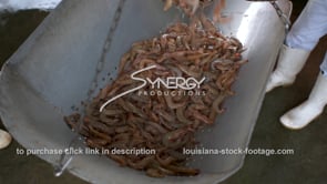 399 weighing Louisiana shrimp seafood
