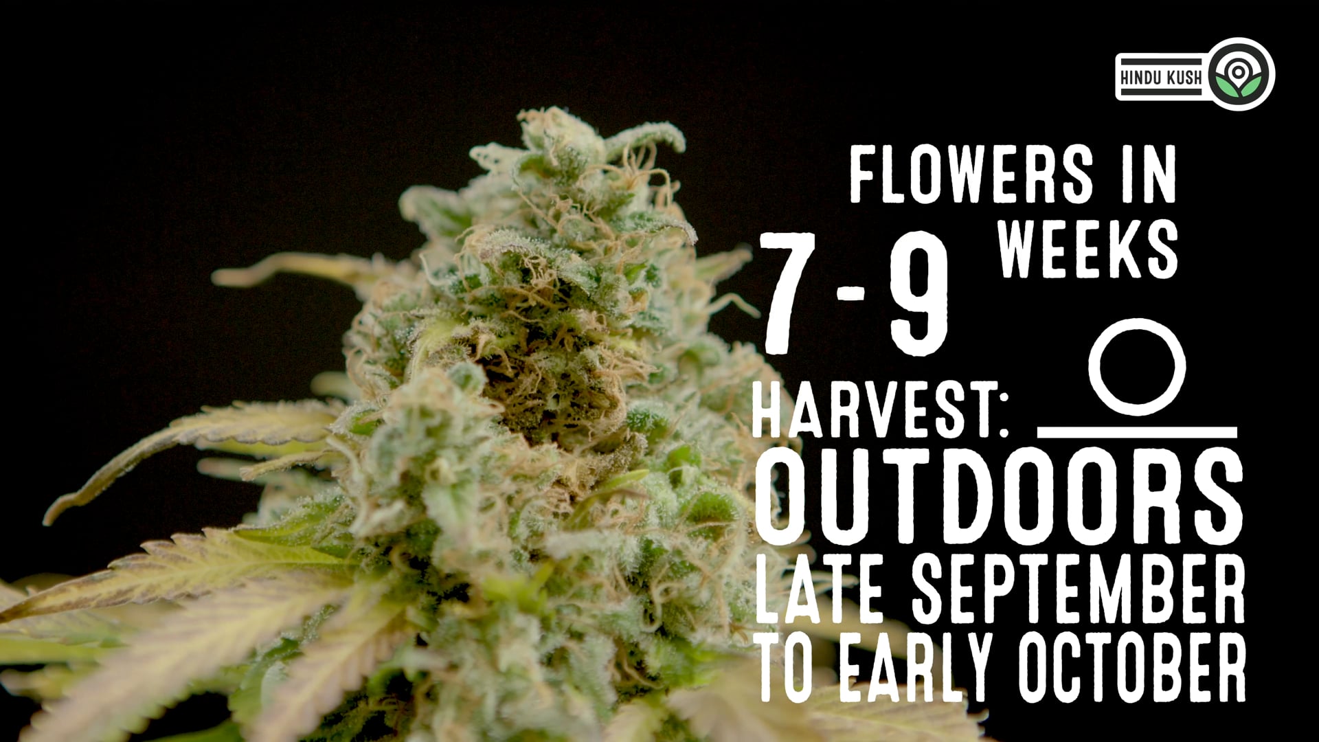 Hindu Kush Feminized Cannabis Seeds