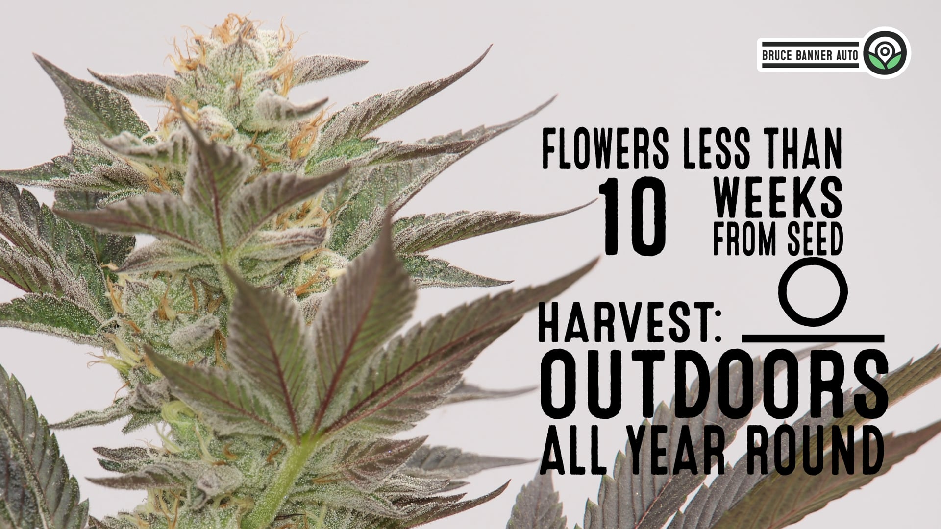 Bruce Banner Autoflower Cannabis Seeds