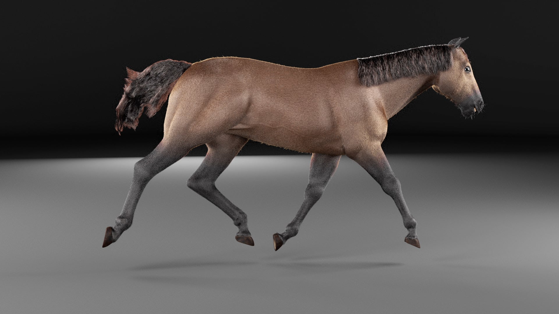 3d Anime Horse