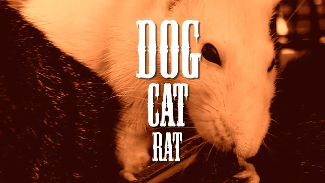 dog cat rat