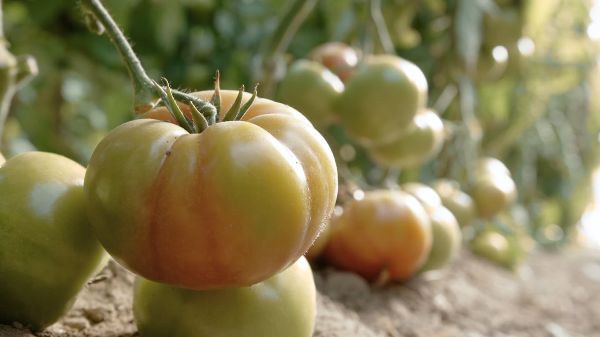 Destino Andalucía --- Los palacios destino gastronómico --- Cámara