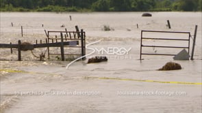 1300 cow pasture flooded by Mississippi River stock footage video