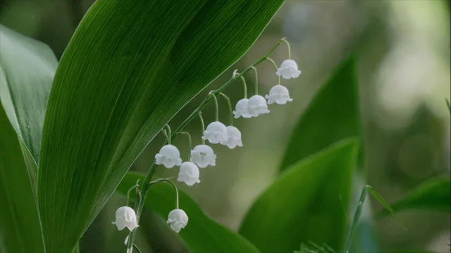 Convallaria majalis v. rosea, Pink Lily of the Valley