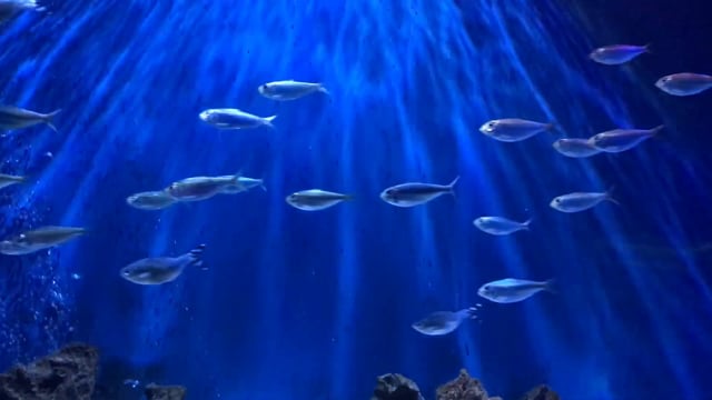 Perfect Loop Fish Background - Free video on Pixabay