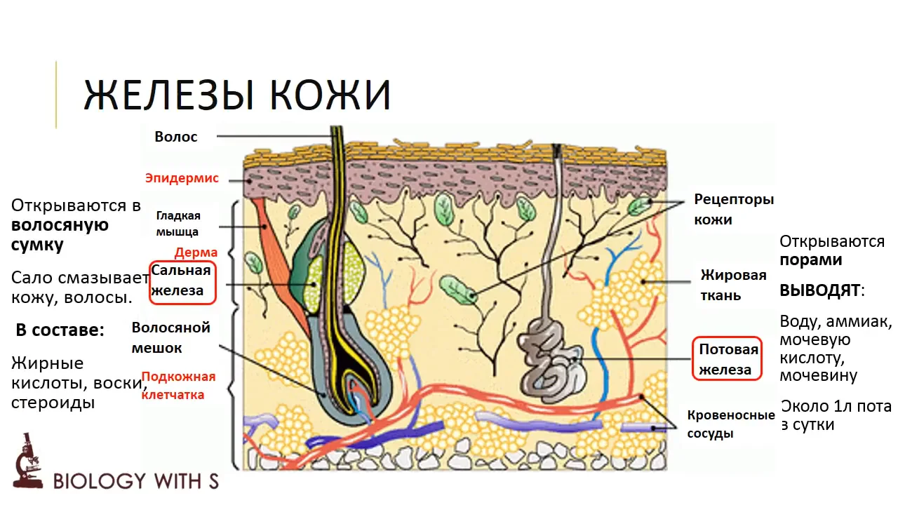 Строение кожи человека таблица