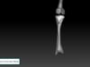 Fibula