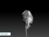 Gluteus Medius