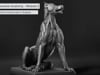 Part 4: Scapula