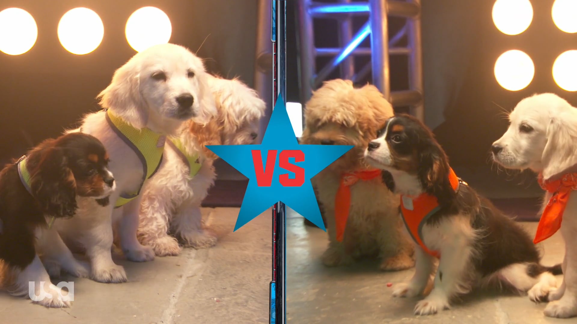 American Ninja Warrior Puppy vs Puppy on Vimeo(02)